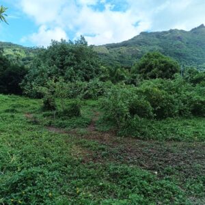 Moorea. Loue 2 terrains de 800m² à Afareaitu. Coté montagne, en zone UB. Plat