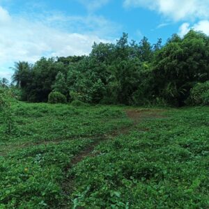 Moorea. Loue 2 terrains de 800m² à Afareaitu. Coté montagne, en zone UB. Plat