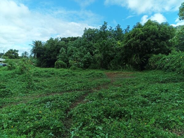 Moorea. Loue 2 terrains de 800m² à Afareaitu. Coté montagne, en zone UB. Plat – Image 2
