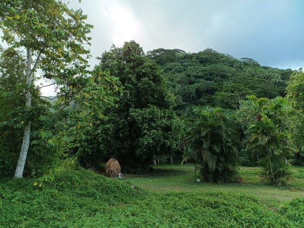Moorea. Loue 2 terrains de 800m² à Afareaitu. Coté montagne, en zone UB. Plat – Image 3