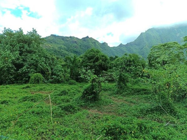 Moorea. Loue 2 terrains de 800m² à Afareaitu. Coté montagne, en zone UB. Plat – Image 5